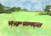 [Devon Reds]